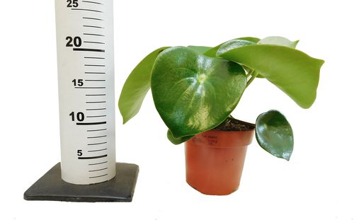 PEPEROMIA POLYBOTRYA RAINDROP 25cm na Arena.pl