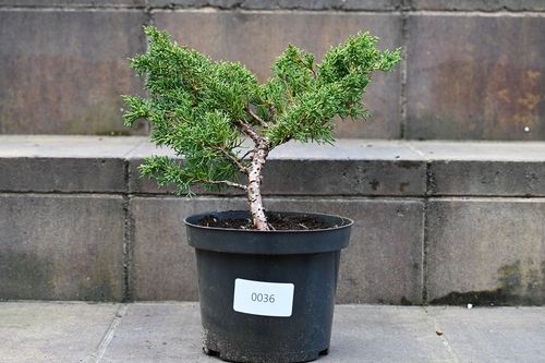 Jałowiec chiński Shimpaku - Juniperus chinensis 0036 na Arena.pl