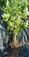 Buk pospolity Fagus sylvatica - sadzonki MROZOODPORNE 101-150 cm 100 sztuk