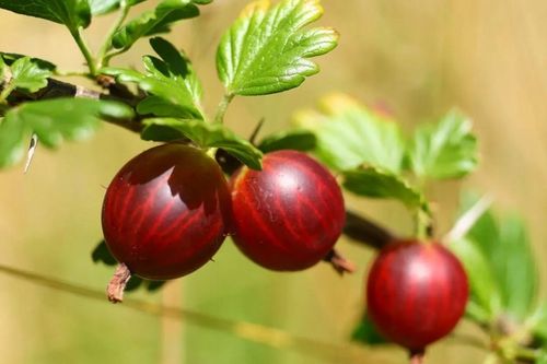 AGREST TRIUMF NA PNIU CZERWONY PLENNY wyjątkowo soczyste i zdrowe na Arena.pl