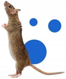 bros - pudełko z lepem na myszy na Arena.pl