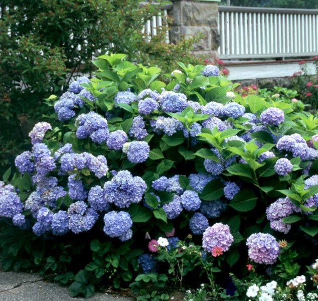 HORTENSJA NIKKO BLUE - sadzonki w doniczkach zdjęcie 2