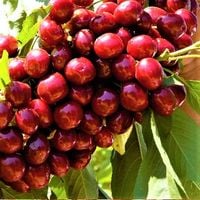 CZEREŚNIA CZEREŚNIE LAPINS DUŻY OWOC ODPORNA NA MRÓZ DUŻE ZBIORY