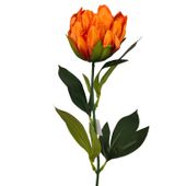 Protea pojedyncza ruda