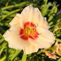 Liliowiec 'Pandora's Box' (Hemerocallis) P13
