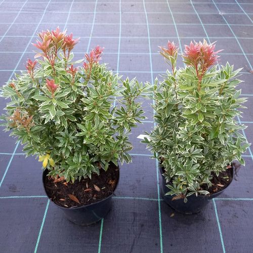 Pieris japoński LITTLE HEATH Czerwone przyrosty Zimozielony Sadzonki C3 na Arena.pl