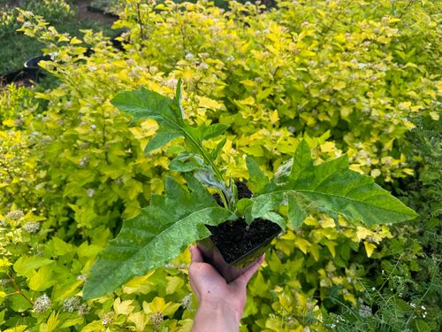 Przegorzan Banacki Banatyński 'Blue Globe' Niebieski (Echinops bannaticus) na Arena.pl