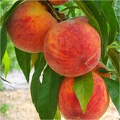 Brzoskwinia INKA największe owoce SAMOPYLNA słodka Sadzonka / Sadzonki