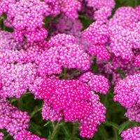 Krwawnik pospolity APPLEBLOSSOM Pastelowo-rózowy Achillea Sadzonki P11