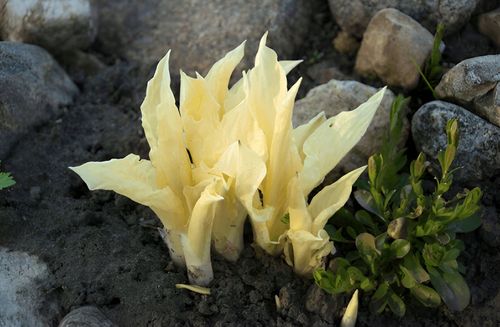 Funkia Hosta 'White Feather' W DONICZCE 2.0L Białe liście na Arena.pl