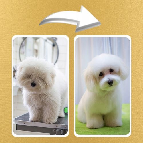 MASZYNKA DO STRZYŻENIA PSÓW PSA GOLARKA ZESTAW 11e na Arena.pl