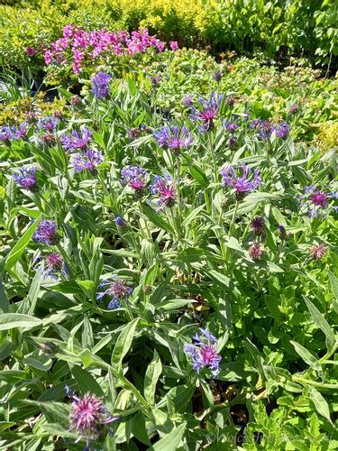 Chaber górski bylina doskonała do ogródu skalnego na Arena.pl