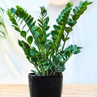 Zamioculcas Zamiifolia PANCERNY Zamiokulkas Zamiolistny -DUŻY Żelazny GĘSTY