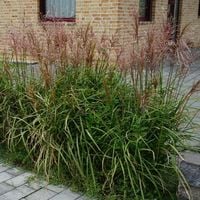 product-compare-60163741