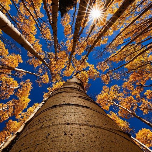 Deco Panel, Korony drzew 90x60 na Arena.pl