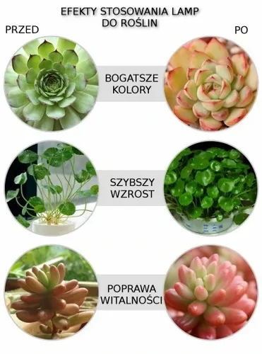 ŻARÓWKA LED GROW LIGHT DO UPRAWY ROŚLIN 80W E27 na Arena.pl
