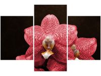 90X60CM OBRAZ CZERWONY STORCZYK