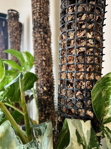 Palik z mchu 60cm sphagnum Podpora do roślin na Arena.pl