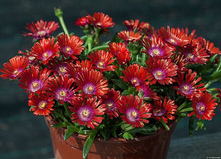 Delosperma Sundella Red - Delosperma hybrida na Arena.pl