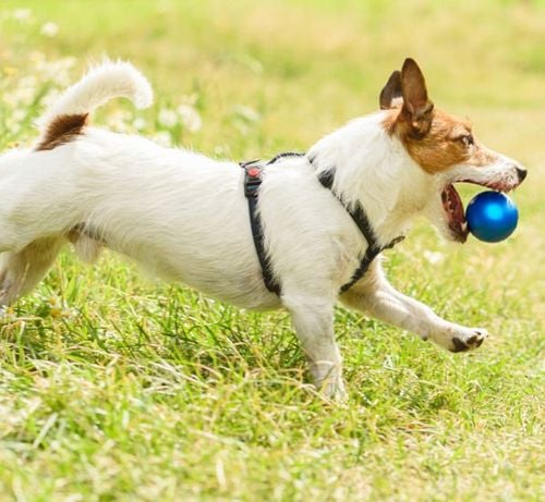 SZELKI GUARD DLA PSA REGULOWANE MOCNE BEZUCISKOWE WYGODNE PORZĄDNE roz. M na Arena.pl