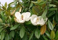 MAGNOLIA WIELKOKWIATOWA Magnolia grandiflora NASIONA 50 sztuk - 10g.