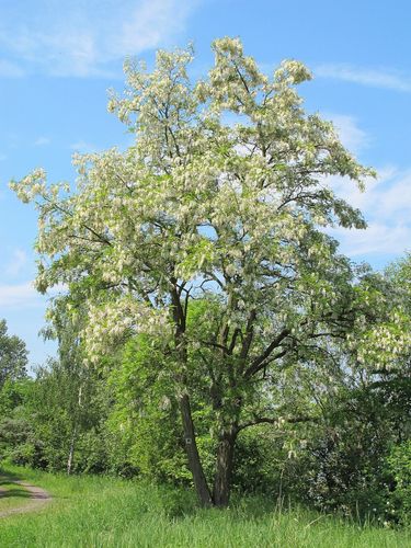 ROBINIA AKACJOWA Robinia pseudoacacia NASIONA 700 sztuk - 10g. na Arena.pl