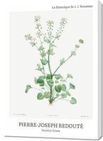 Obraz 70x100cm Design Scurvy-Grass, Redoute Vintage do Salonu