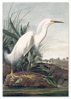Obraz na płótnie biały ptak mokradła bagna 80x120 cm