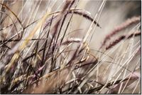 120CM 80CM OBRAZ ŚCIENNY BUSZUJĄCY TRAWIE NINA MATTHEWS