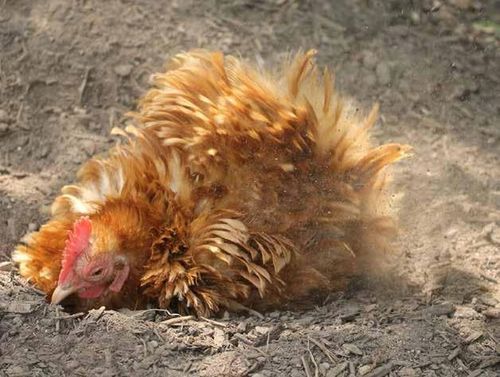 Diatomit, ziemia okrzemkowa prażona - sucha i wydajna, na owady, pył na Arena.pl