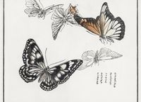 Plakat 18x13cm Ilustracje Motyle Morimoto Toko Japoński Vintage do Salonu