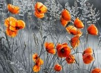 FOTOTAPETY 3D kwiaty maki polany widok 400x260