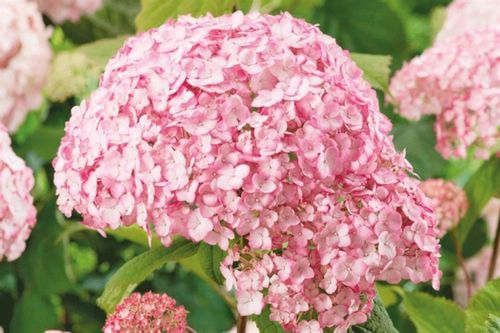 HORTENSJA Candybella Bubblegum - sadzonki w don. na Arena.pl