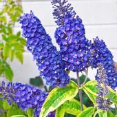 BUDLEJA NIEBIESKA EMPIRE BLUE - sadzonki w don. !!