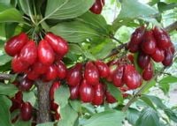 DEREŃ JADALNY Cornus mas - sadzonki w doniczkach