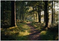 Fototapeta Na Flizelinie Do Sypialni Salonu Las 350x250