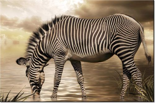 100 70CM OBRAZ PŁÓTNO ZEBRA WODOPOJU PŁÓTNO RAMA na Arena.pl