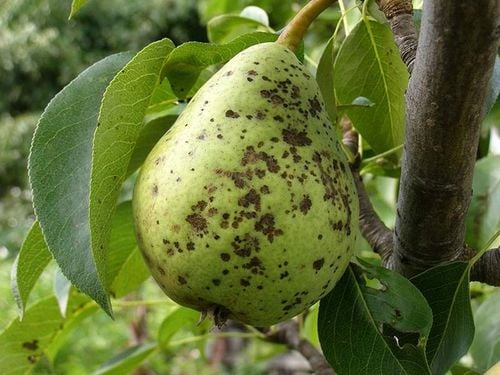 MOCZNIK 4KG NA JESIENNY OPRYSK PARCH JABŁONI NAWÓZ na Arena.pl