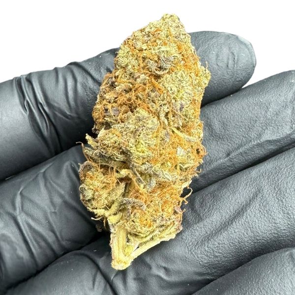 Jack Herer Susz Konopny CBD <20% 5g zdjęcie 3
