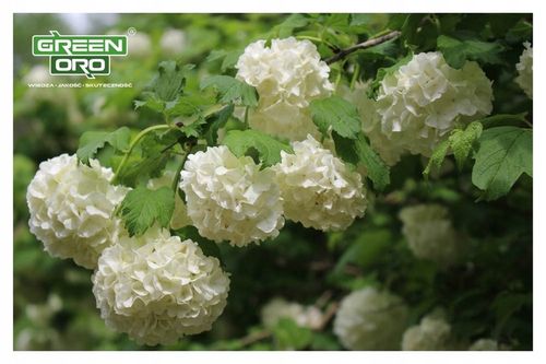 Nawóz do Hortensji Rododendronów Borówki Azalii Magnolii 5kg 100 dni na Arena.pl