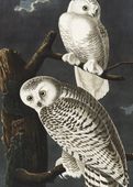 Plakat 50x70cm Sowa Śnieżna, J.J. Audubon Vintage do Salonu