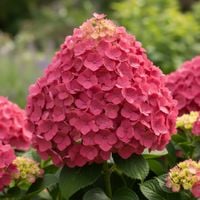 product-compare-62037310