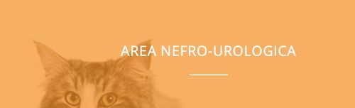 Nefrokrill gatto 60 kpsułek - NBF Lanes na Arena.pl