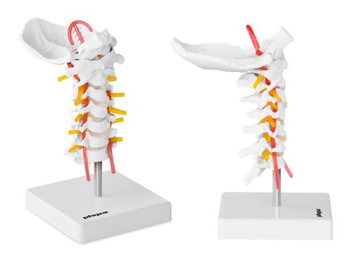 Kręgosłup szyjny - model anatomiczny Physa PHY-SM-3 na Arena.pl