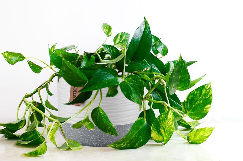 Osłonka doniczka ceramiczna niska 17x9 cm PEONY biały szary jasny wzór tłoczony zawieszka Nature zdjęcie 5