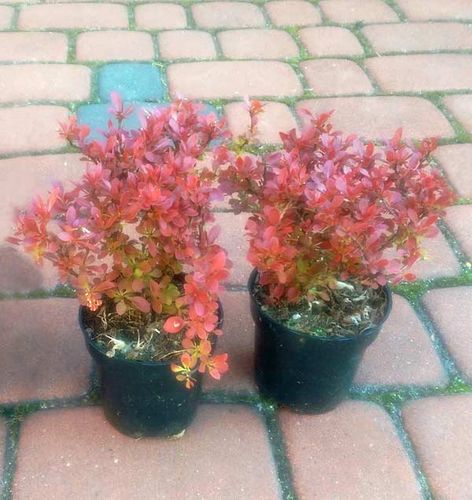 Berberys Thunberga Admiration P9 E na Arena.pl