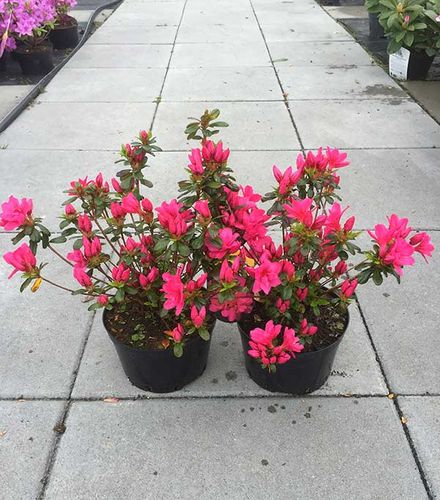 Azalia japońska Gislinde C2 E na Arena.pl