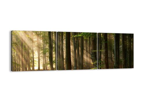 Obraz Na Płótnie - Las Drzewa Chrust  - 150X50 Cm - Ca150X50-3628 na Arena.pl