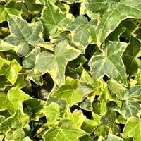 Bluszcz pospolity 'Yellow Ripple' (Hedera helix) zimozielony żółty P11