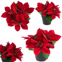 GWIAZDA BETLEJEMSKA W DONICZCE SZTUCZNA WELUROWA POINSECJA REALISTYCZNA